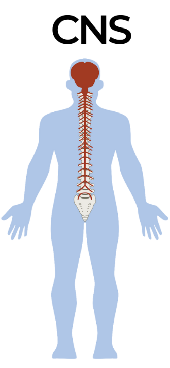 brain and spinal cord, body’s decision maker (86)