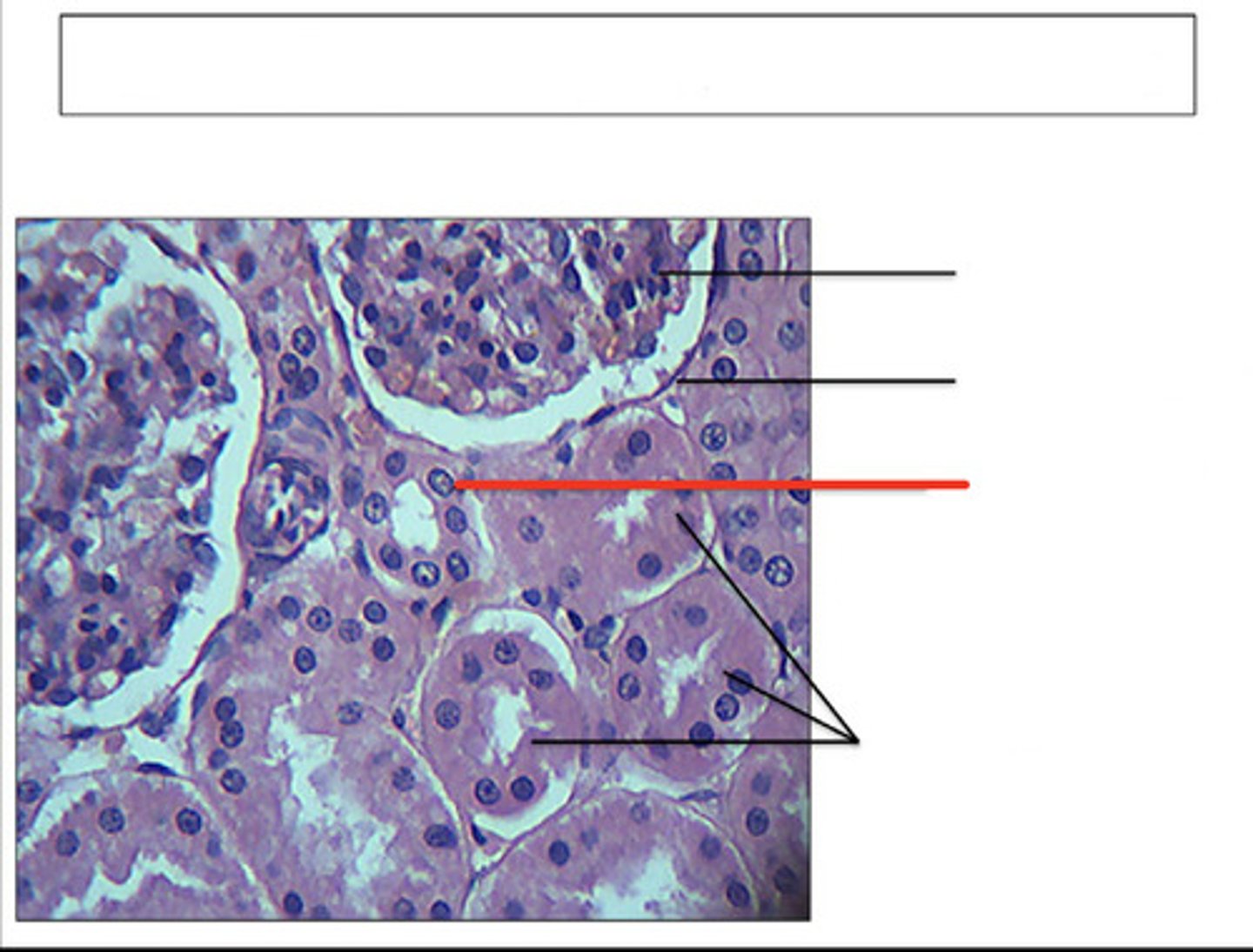 <p>identify this structure and organ</p>