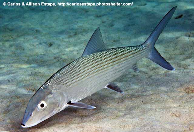 <p>Order Albuliformes</p>