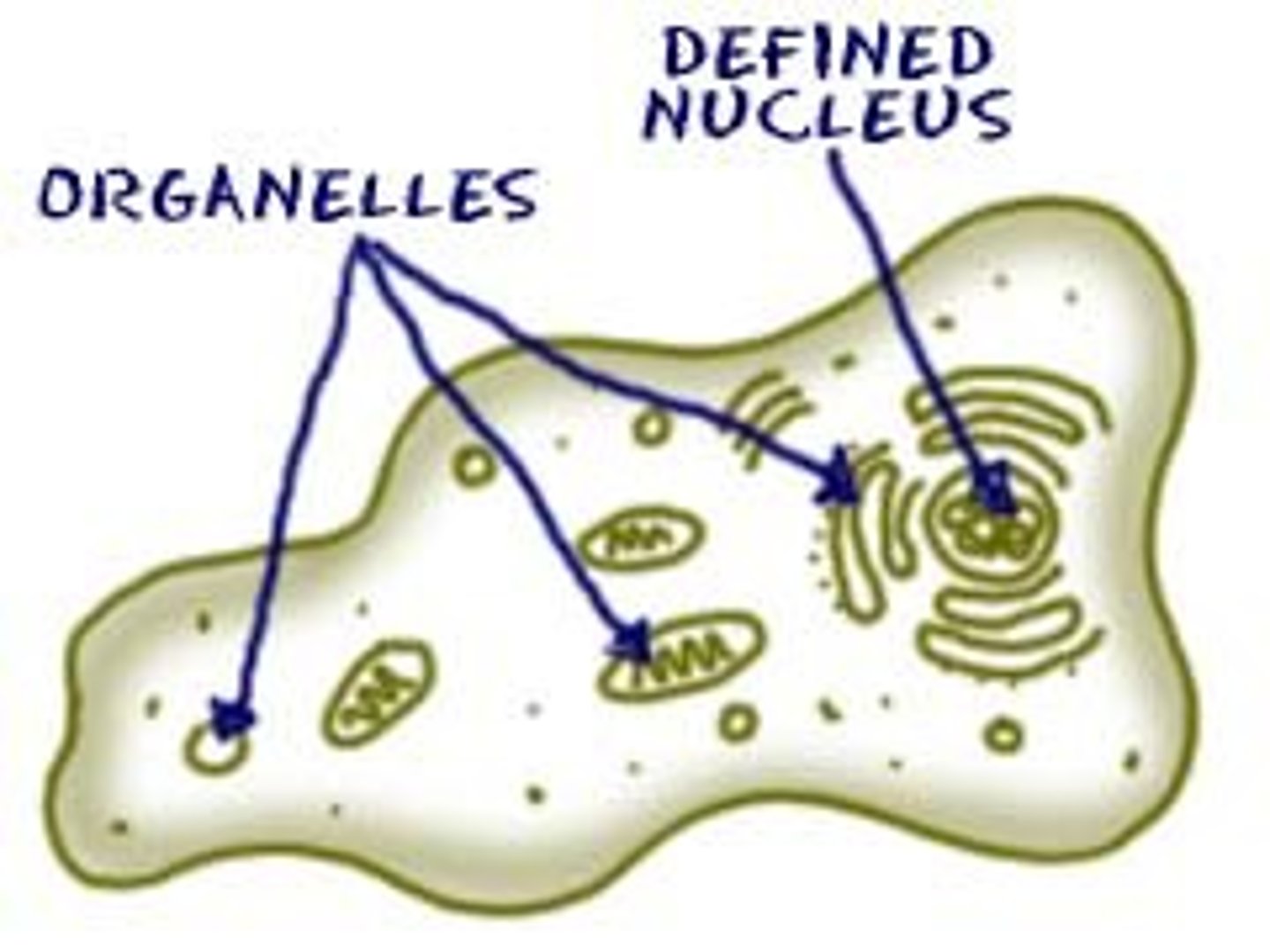 <p>A cell that contains membrane enclosed organelles and nucleus which hold DNA. Found in Protists, Animals, Fungi, and Plants</p>
