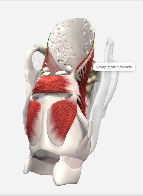 <p>origin: apex of arytenoid</p><p>course: superior/laterally within the aryepiglottic fold</p><p>insert: lateral border of epiglottis</p><p>action: helps <strong>close epiglottis</strong> and <strong>constrict airway</strong></p>