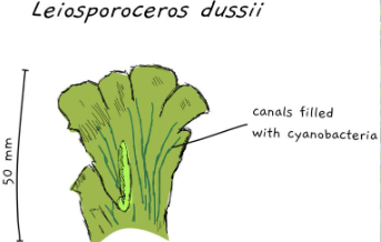 <ol><li><p>Thalloid gametophytes only</p></li><li><p>Symbiotic relationship with cyanobacteria (blue-green algae)</p></li></ol><p></p>