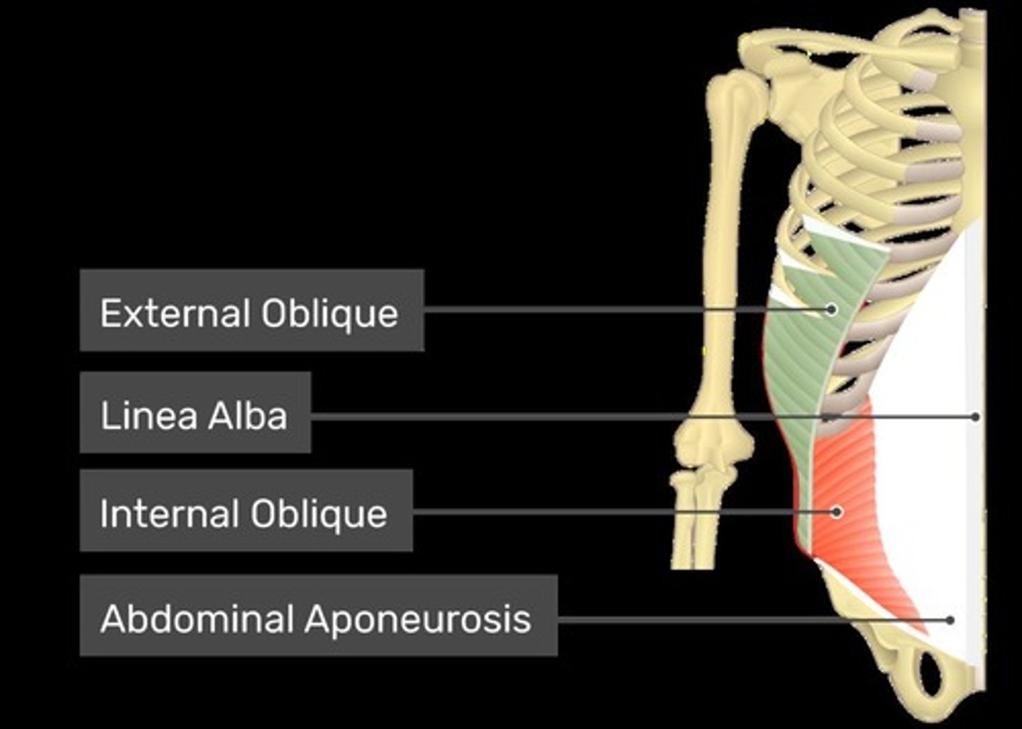 <p>Location: Side abdomen. Bones Associated: Ribs, ilium. Origin: Ribs 5-12. Insertion: Iliac crest & linea alba.</p>