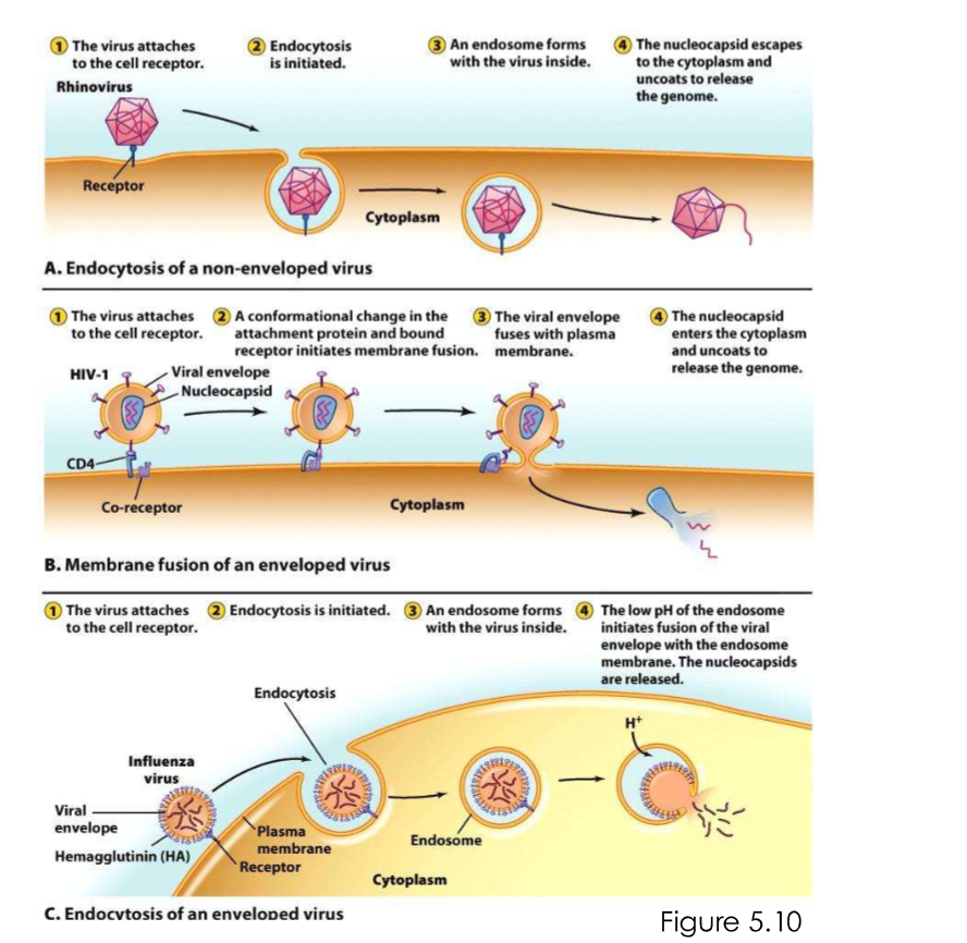<p>Endocytosis, membrane fusion</p>