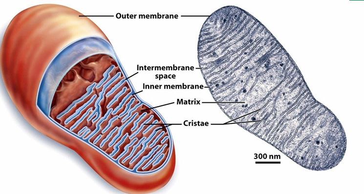 <ul><li><p>Has outer membrane</p></li><li><p>Has inner membrane with involutions to create cristae</p><ul><li><p>Inc SA where ATP synthesis occurs from nutrients</p></li><li><p>This structure increases the capacity of mitochondria to create lots of ATP</p></li></ul></li><li><p>Between membranes: Intermembrane space&nbsp;</p></li><li><p>Right: TEM image&nbsp;</p></li></ul><p></p>