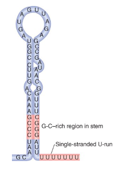 <ul><li><p>has double stranded G-C rich region in the stem which allows for strong binding</p></li><li><p>has a single stranded U-run which will have weaker binding with DNA’s As so is good for releasing the RNA</p></li><li><p>the hairpin does not need to be perfectly complementary</p></li></ul>