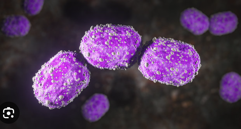 <p>Coccobaccillus</p>