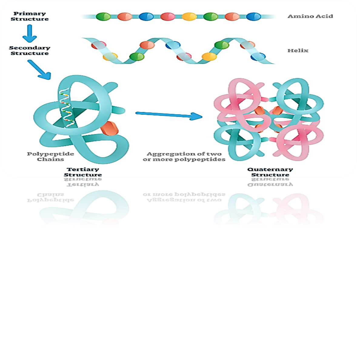 <p>Amino acids + Peptide = Protein</p><p>Primary Structure</p><p>Secondary Structure</p><p>Tertiary Structure</p><p>Quaternary Structure</p>