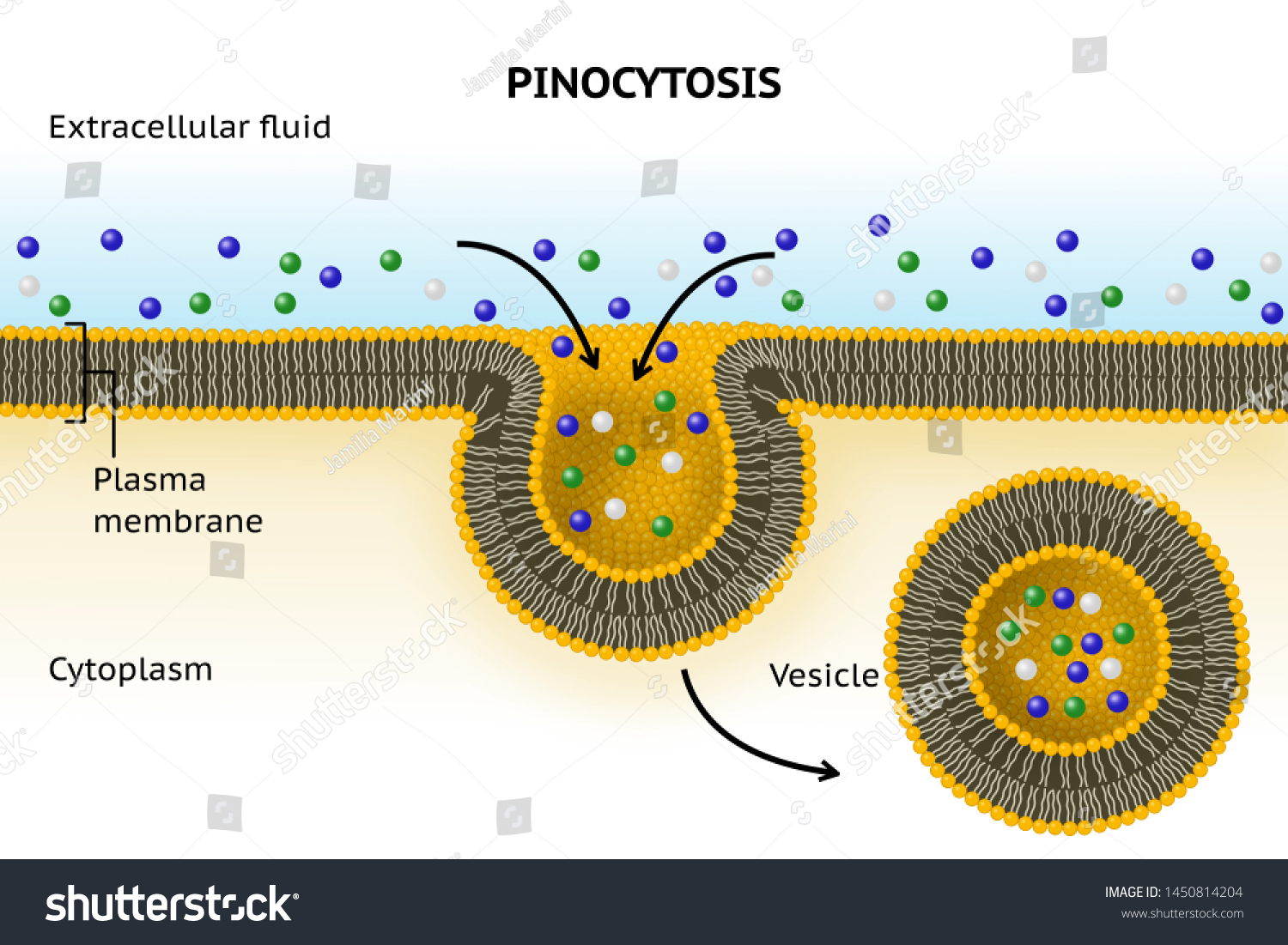 <p>Pinocytosis</p>