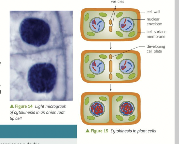 <ol><li><p>have a cell wall so cleavage furrow cannot be formed</p></li><li><p>vesicles from the Golgi apparatus begin to assemble in the same place as where the metaphase plate was formed</p></li><li><p>the vesicles fuse with each other and the cell surface membrane- dividing the cell into two</p></li><li><p>new sections of the cell wall then form alongside the new sections of the membrane.</p></li></ol>