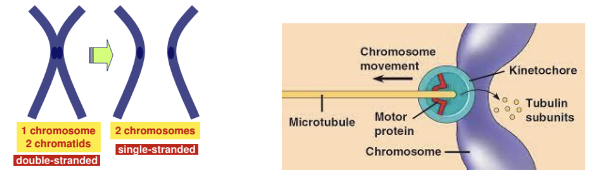 <ul><li><p><span style="background-color: transparent;"><span>Proteins holding the sister chromatids together are inactivated</span></span></p></li><li><p><span style="background-color: transparent;"><span>Pulled by motor proteins “walking” along microtubules</span></span></p></li></ul><p></p>