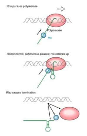 <p>Rho factor binds to a specific sequence on nascent RNA (rut site).  Rho factor moves 5’-3’ on transcript hydrolyzing ATP. stalling of polymerase facilitates rho termination. When polymerase stalls due to hairpin or GC rich sequence, the rho-factor can catch up and melt the RNA/DNA hybrid, releasing the transcript.</p>