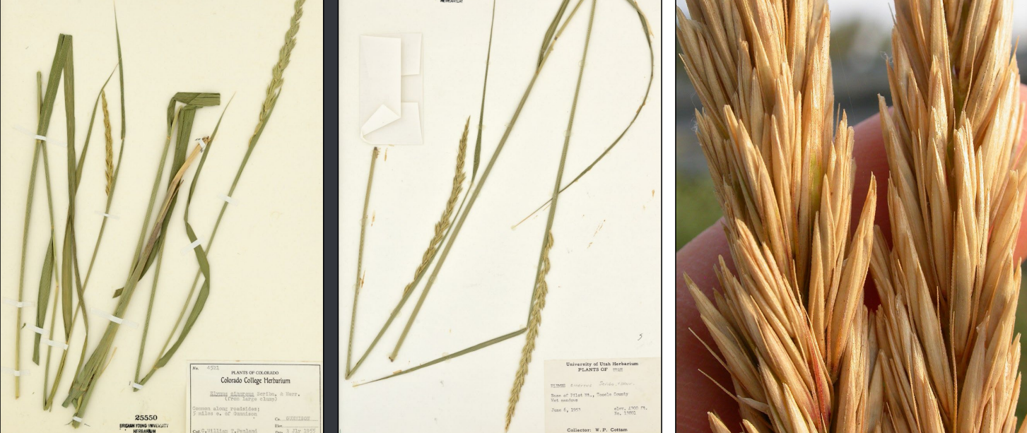 <p>Long spike, 3-6 spikelets per node (bushy). Glumes and lemmas have sharp tip</p><p>Super long leaves, sometimes they’re folded on the mounts </p>