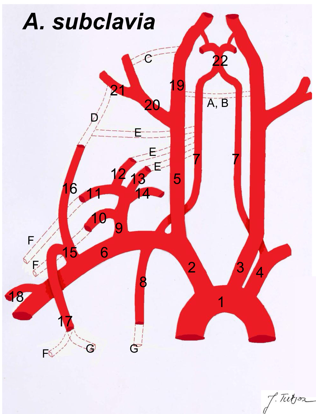 <p>16</p>