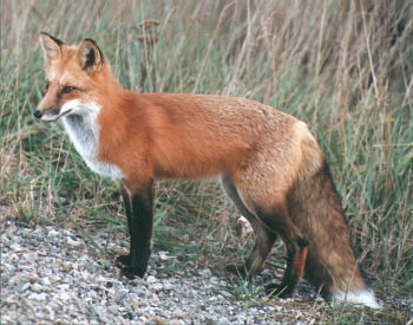 <p>Red Fox</p>