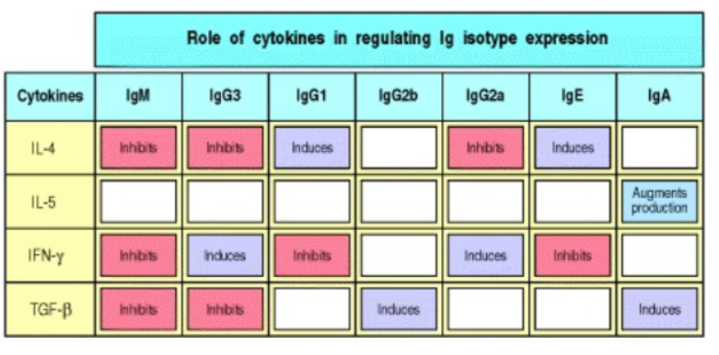 <p><span>induce proliferation (quantiative effect) and isotype switching (Qualitative effect)- dictate which isotype is produced since anitgen binded to will determien this</span></p>