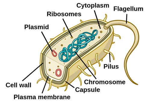 <p><span style="background-color: transparent;">small, usually circular, supercoiled DNA molecules. Different than chromosomes, help to adapt under unusual circumstances&nbsp;</span></p><p></p>