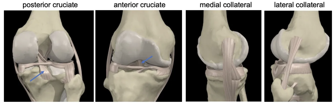 <ul><li><p>Anterior cruciate ligament (ACL): Prevents anterior displacement of the tibia.</p></li><li><p>Posterior cruciate ligament (PCL): Prevents posterior displacement of the tibia.</p></li><li><p>Medial collateral ligament (MCL): Stabilises the inner knee.</p></li><li><p>Lateral collateral ligament (LCL): Stabilises the outer knee.</p></li></ul><p></p>