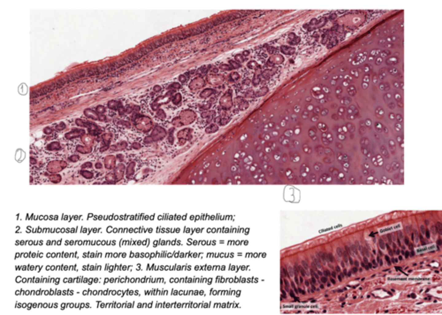 <p>mucosa, submucosa, hyaline cartilage, adventitia</p>