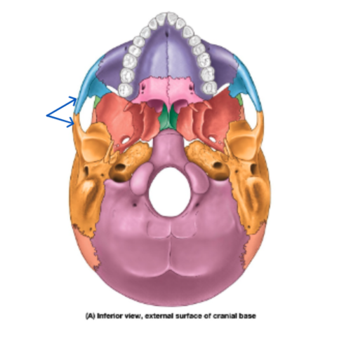 knowt flashcard image