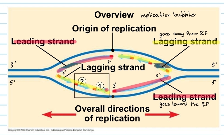 <p>origins of replication</p>