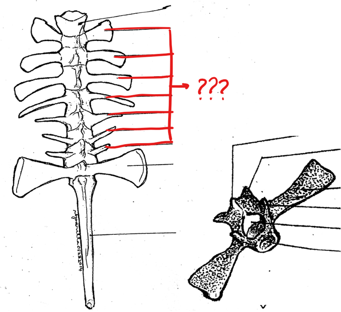 <p>part of the vertebral column; consists of the centrum, neural canal, neural spine, transverse process, prezygapophyses, and postzygapophyses</p>