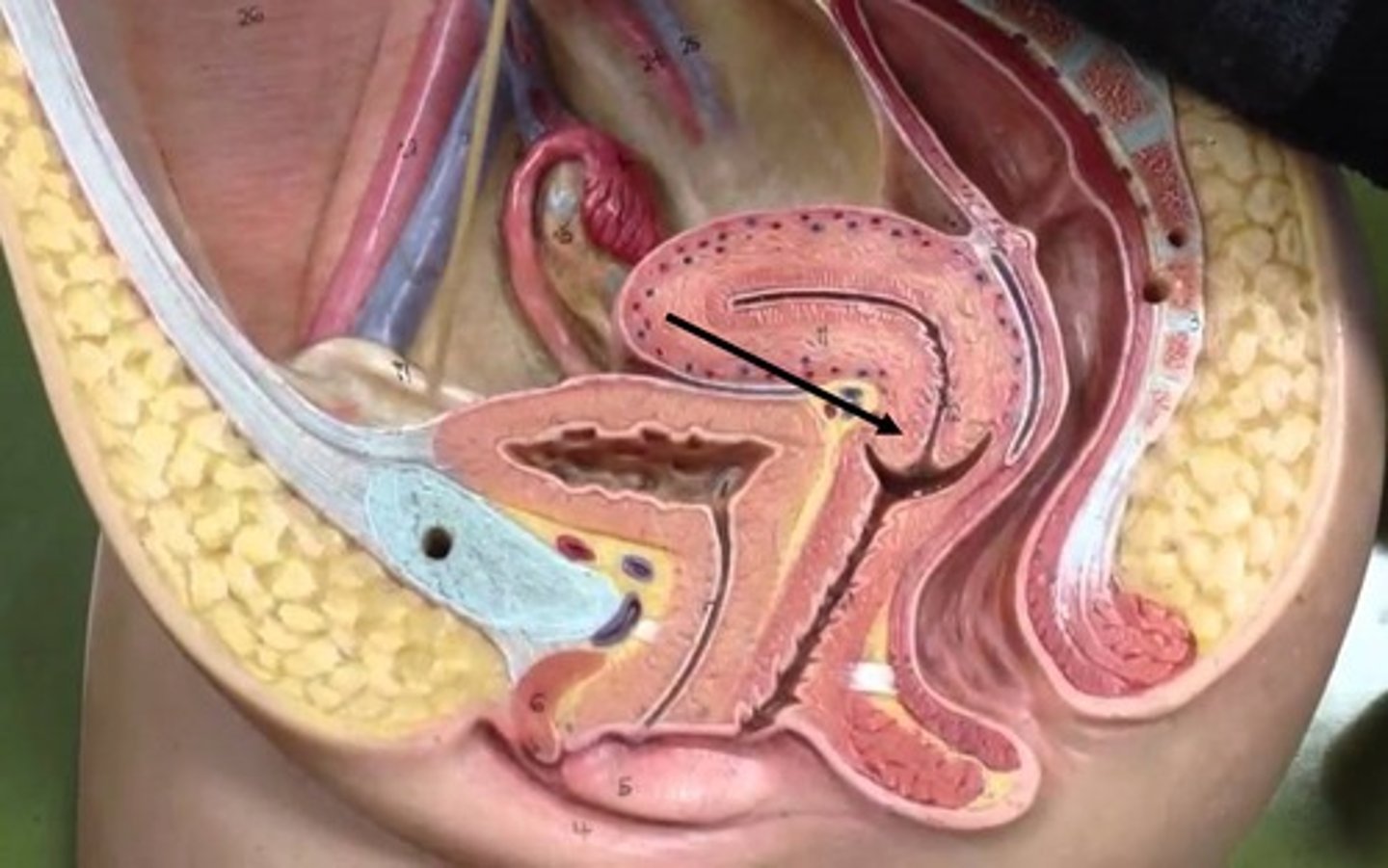 <p><strong>doorway between the uterus and the vagina</strong>.</p>