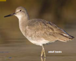 <p><span><span>Catoptrophorus semipalmatus</span></span></p>