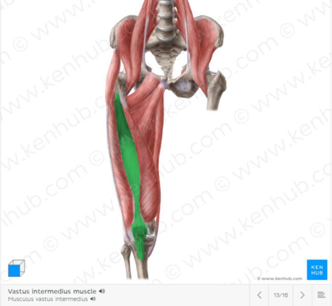 <p>Anterior and lateral shaft of the femur</p>