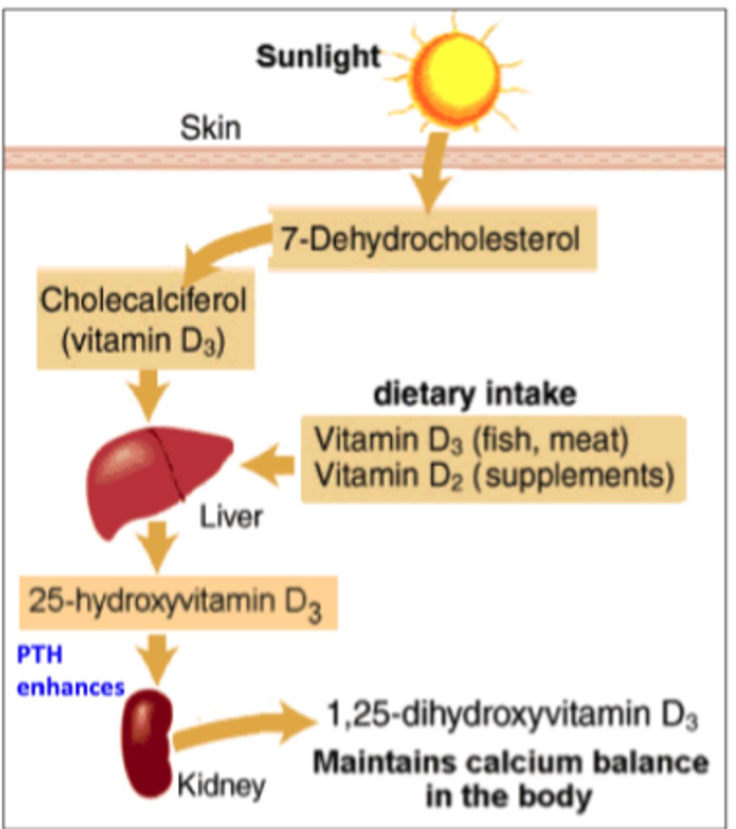 <p>increases absorption rate of calcium in the intestines<br>-</p>