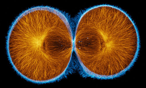 <p>What phase of cell division is shown</p>