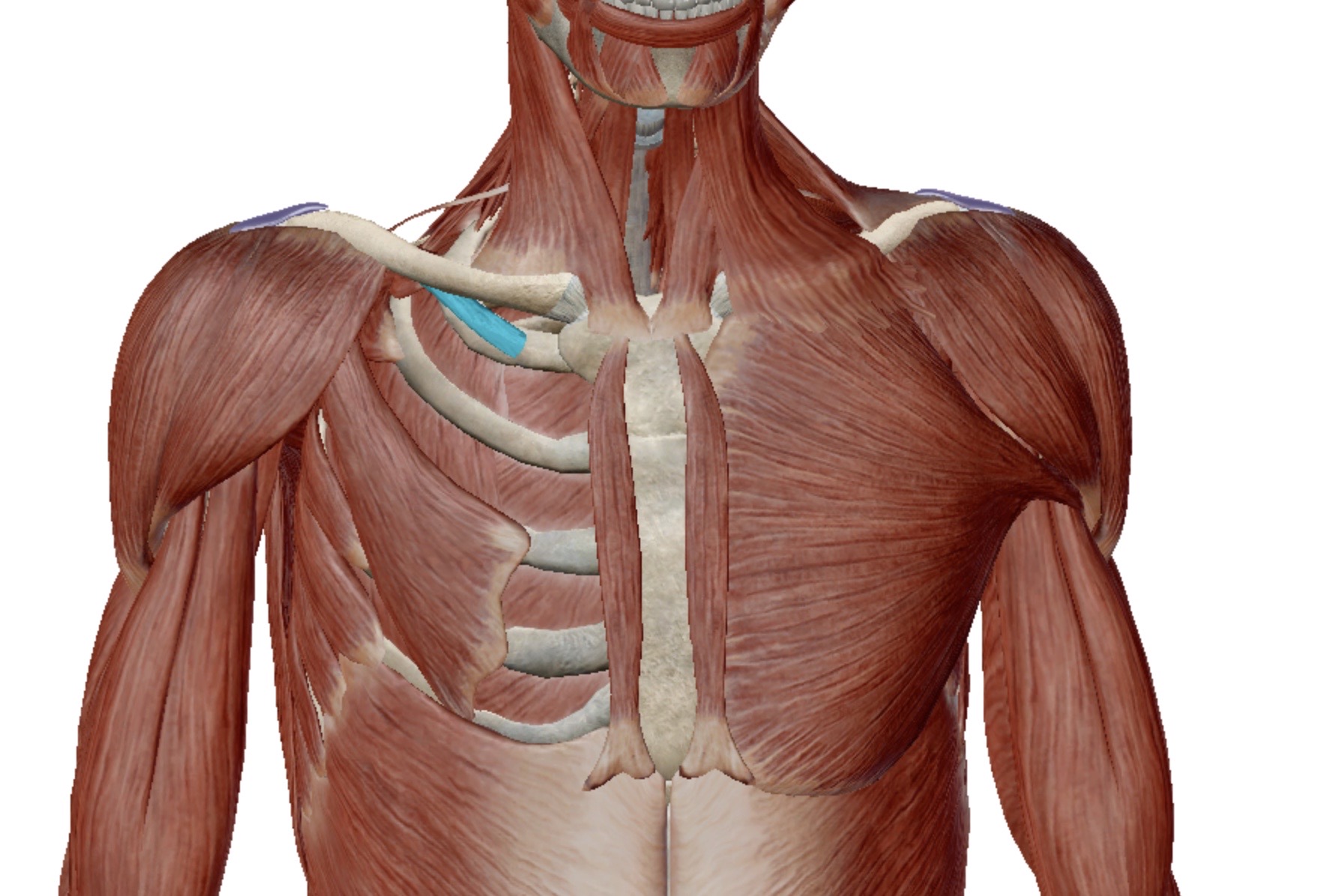 <p>Identify this muscle</p>