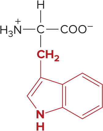 <p>Tryptophan</p>