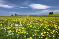 <p><span>a </span>field<span> with </span>grass<span> and often </span>wild<span> </span>flowers<span> in it</span></p>