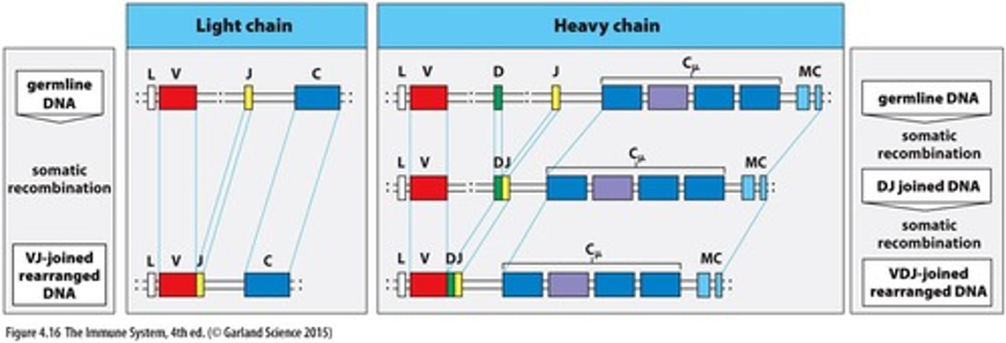 <p>All other D segments are deleted, and only one attempt at VDJ recombination is possible on each chromosome.</p>