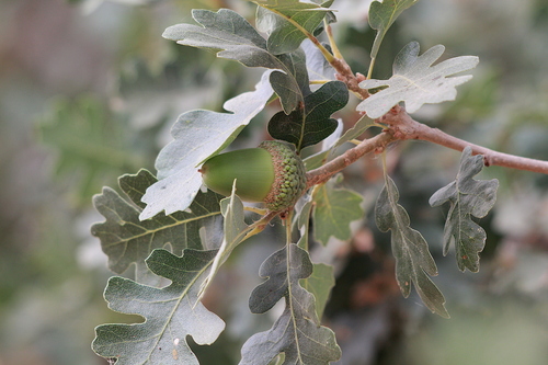 <p><strong>Quercus lobata (Valley Oak)</strong></p>