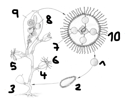 <p>životní cyklus Laomedea geniculata</p>