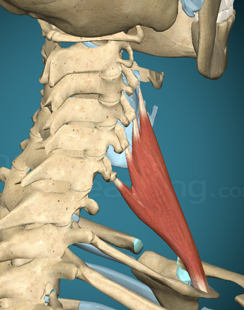 <p>Anterior Scalene Origin</p>