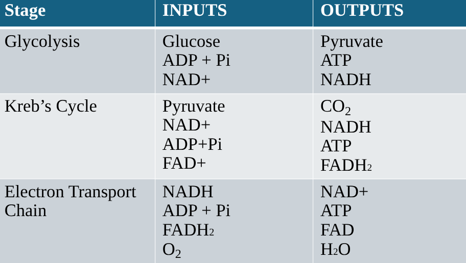 <p><span>Occurs when oxygen is present</span></p><p><span>3 stages in aerobic respiration</span></p><ol><li><p><span><strong>Glycolysis</strong></span></p></li></ol><p class="E818 x-scope qowt-point-para-33 list-type-buNone" style="text-align: left"><span>Glycolysis occurs in the cytoplasm.  The input of the process is glucose.</span></p><p class="E821 x-scope qowt-point-para-33 list-type-buNone" style="text-align: left"><span>Glucose is broken down to produce</span></p><p class="E824 x-scope qowt-point-para-34" style="text-align: left"><span>2 molecules of a compound called pyruvate</span></p><p class="E827 x-scope qowt-point-para-34" style="text-align: left"><span>2 molecules of ATP</span></p><p class="E830 x-scope qowt-point-para-34" style="text-align: left"><span>H+ carried on NAD (as NADH)</span></p><ol start="2"><li><p class="E830 x-scope qowt-point-para-34" style="text-align: left"><span><strong>The Kreb’s cycle</strong></span></p></li></ol><p class="E856 x-scope qowt-point-para-33 list-type-buNone" style="text-align: left"><span>The Kreb’s cycle occurs in the mitochondrial matrix – the liquid part of the mitochondria.</span></p><p class="E863 x-scope qowt-point-para-33 list-type-buNone" style="text-align: left"><span>The pyruvate produced in stage 1 moves to the mitochondria and the Kreb’s cycle breaks them down into</span></p><p class="E870 x-scope qowt-point-para-9" style="text-align: left"><span>More H+ which are carried on NAD (as NADH) and FAD (as FADH2) that move the H+ to the electron transport chain(stage 3).</span></p><p class="E873 x-scope qowt-point-para-9" style="text-align: left"><span>6 molecules of carbon dioxide and 2 ATP.</span></p><ol start="3"><li><p class="hideBullet E875 x-scope qowt-point-para-0" style="text-align: left"><span><strong>Electron transport</strong></span></p></li></ol><p><span>Electron transport chain (ETC)</span></p><p class="E891 x-scope qowt-point-para-33 list-type-buNone" style="text-align: left"><span>The ETC occurs on proteins molecules called cytochrome C that are embedded in the inner membrane of the mitochondria (called the cristae).</span></p><p class="hideBullet E893 x-scope qowt-point-para-27 list-type-buNone" style="text-align: left"></p><p class="E898 x-scope qowt-point-para-33 list-type-buNone" style="text-align: left"><span>Transfers energy from electrons supplied by loaded coenzymes to make ATP</span></p><p class="E901 x-scope qowt-point-para-33 list-type-buNone" style="text-align: left"><span>This process uses oxygen and produces</span></p><p class="E904 x-scope qowt-point-para-9" style="text-align: left"><span>6 molecules of water (a bi – product) and 26 – 28 molecules of ATP.</span></p><p class="hideBullet E908 x-scope qowt-point-para-10 list-type-buNone" style="text-align: left"></p>