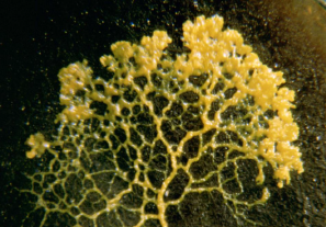 <p>Nutrición</p>
