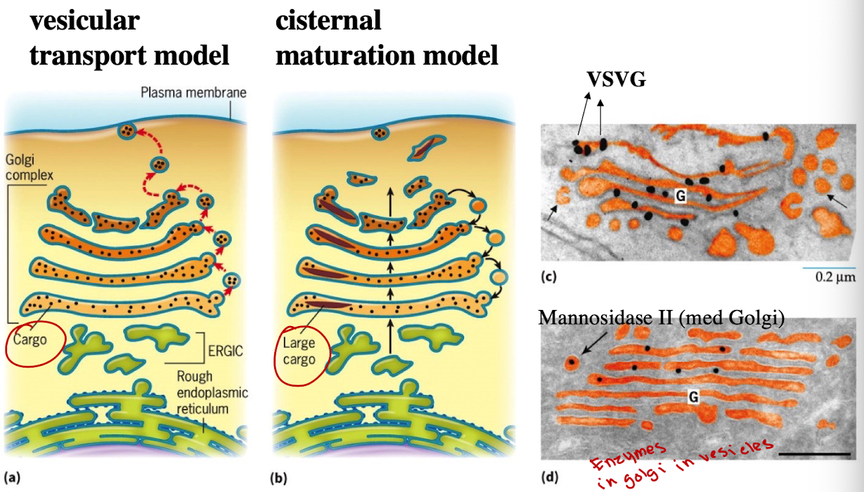 <ol><li><p>Cisternal Maturation Model (currently accepted)</p></li><li><p>Vesicular Transport Model</p></li></ol><p></p>