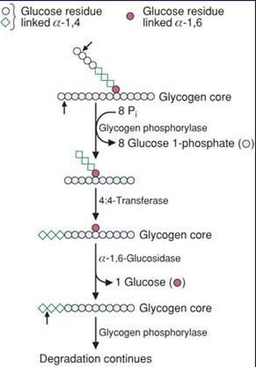 <p>involved in the degradation of glycogen. cleaves the alpha(1-->4) glycosidic bonds between the glucosyl residues at the nonreducing ends of the glycogen chains. <br><br>shortening of chains</p>