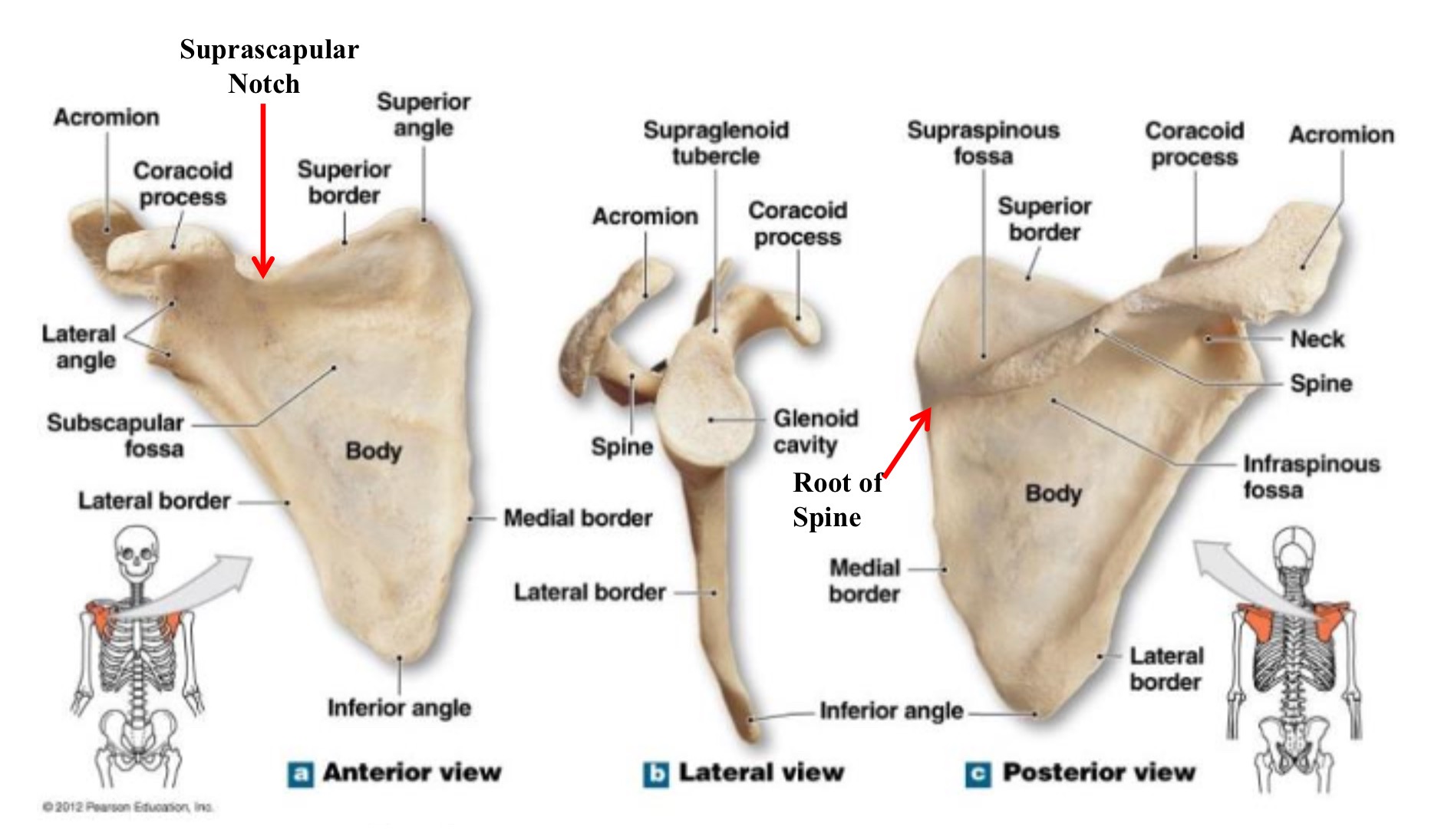 <p>scapula</p>