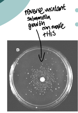 <p><strong>Growth of a His-<em> S. typhimurium</em> indicates<u> that there are revertants</u></strong></p><ul><li><p><strong>Mutated back to wild type</strong> (His +), <strong><mark data-color="yellow" style="background-color: yellow; color: inherit;">suggesting the compound is a mutagen</mark></strong></p></li><li><p><strong>Rat liver homogenate can be also incorporated into the test</strong></p></li><li><p><strong>Determines if a chemical is transformed into a mutagen after transformation in the liver</strong></p></li></ul><p></p>
