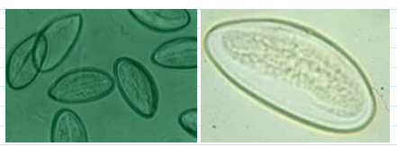 <ul><li><p><span>30 x 50 um ; embryonated</span></p></li><li><p><span>Thin, smooth, transparent shell</span></p></li><li><p><span>Oval and asymmetrical with one side flattened (looks like deflated football)</span></p></li><li><p><span>Usually contain a well-developed larvae</span></p></li></ul><p></p>