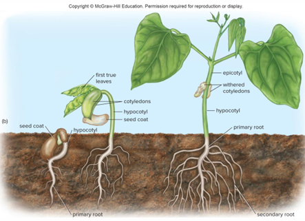 <p>Hypocotyl lengthens, bends and becomes hook-shaped. Top of hook emerges from ground, pulling cotyledons above ground.</p>
