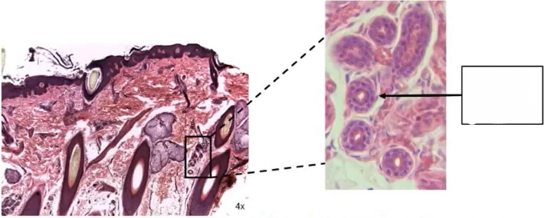 <p>What epithelial tissue is this</p>