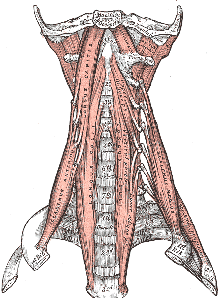 <ul><li><p>Rectus Capitus Posterior Major</p></li></ul><ul><li><p>Rectus Capitus posterior Minor</p></li><li><p>Obliquus Capitus Superior&nbsp;</p></li><li><p>Obliquus Capitus Inferior</p></li></ul><p></p>