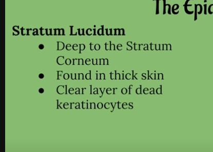 <ul><li><p>Deep to the Stratum Corneum </p></li><li><p>Found in THICC skin</p></li><li><p>Clear layer of dead Keratinocytes</p></li></ul><p></p>