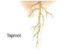 * Have a **taproot system** consisting of __one thick central root with thin branches__
* Ex: carrots, turnips, beets